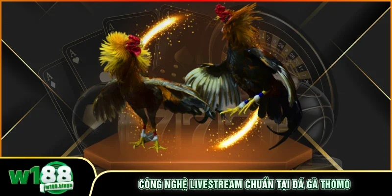 Công nghệ livestream chuẩn tại đá gà Thomo