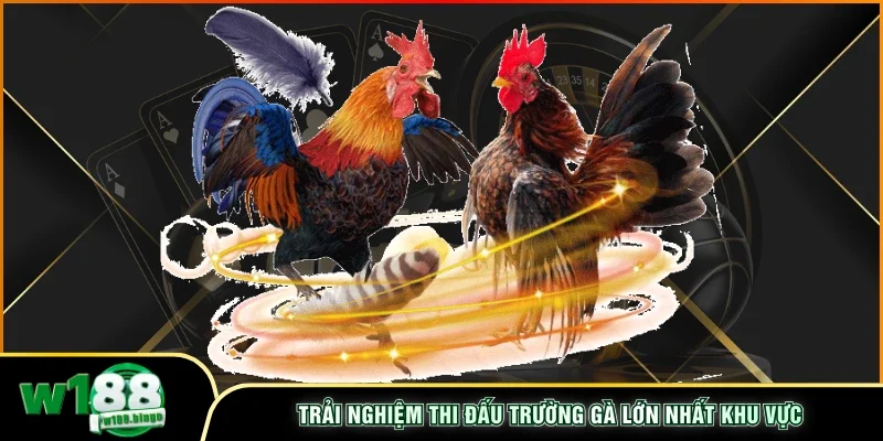 Trải nghiệm thi đấu trường gà lớn nhất khu vực